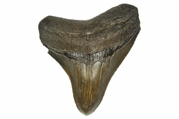 Serrated, Fossil Megalodon Tooth - South Carolina #310053